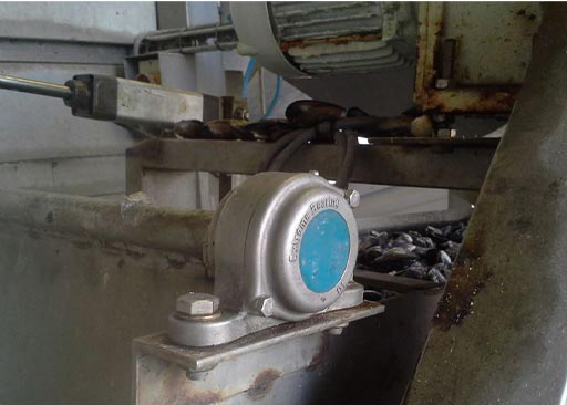 SS 316 Pillow Block bearing used on a conveyor in the mussel processing